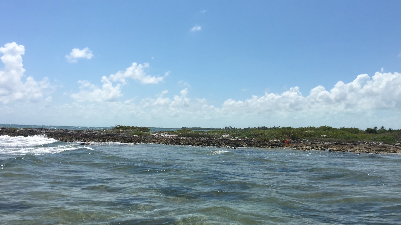 Coastal trees