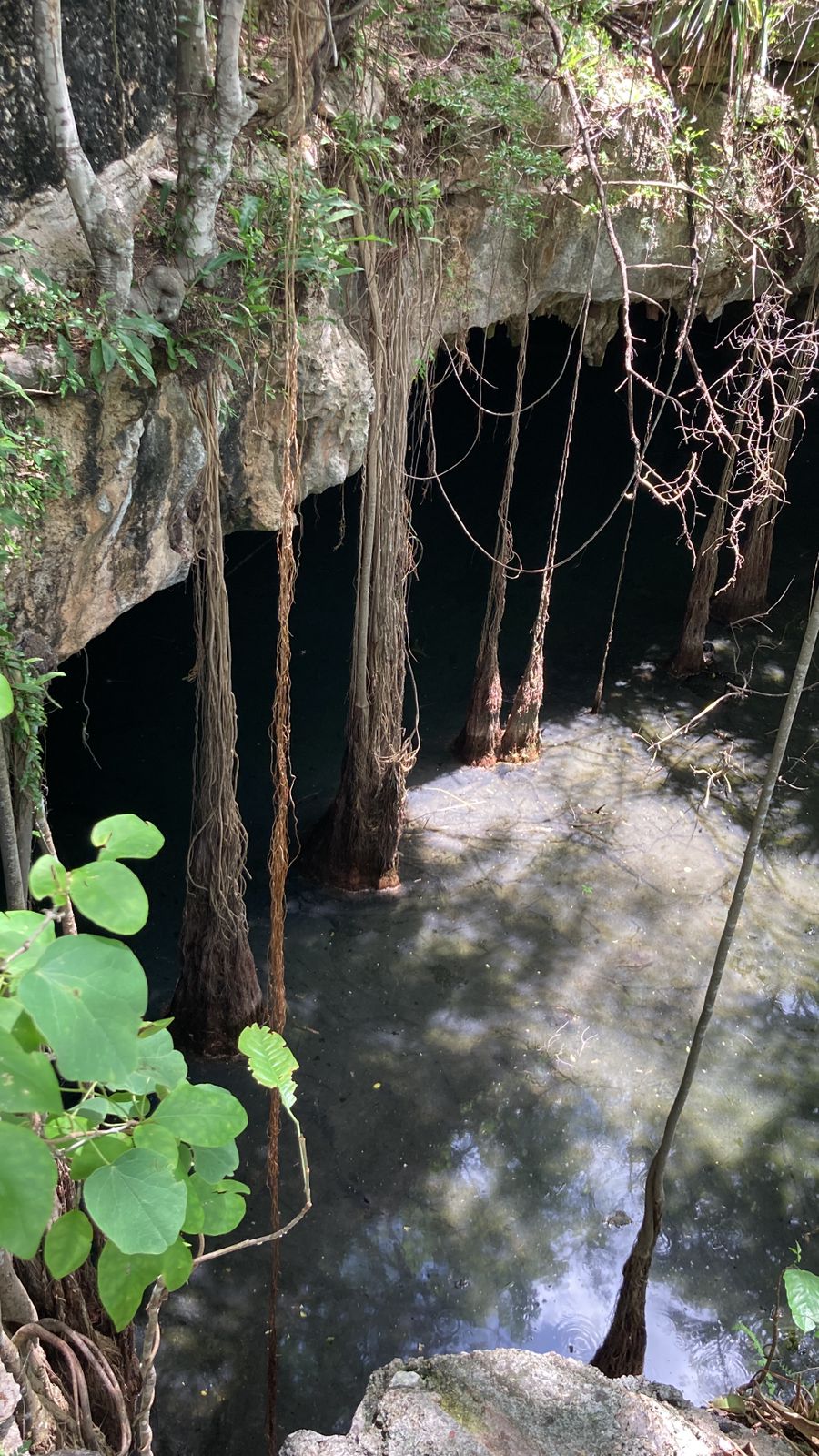 Rancho Culul cenote — dark water, hanging roots, Homún Yucatán