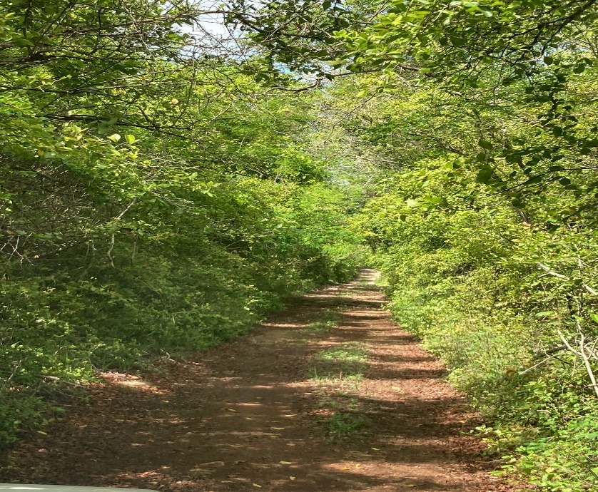 Secondary access road through jungle canopy at Rancho Culul