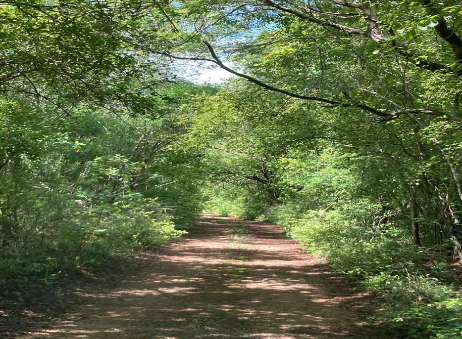 Jungle road in Yucatán - Invest Yucatán investment properties